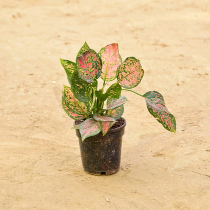 Buy Aglaonema Anjamani in 5 Inch Nursery Pot Online | Urvann.com