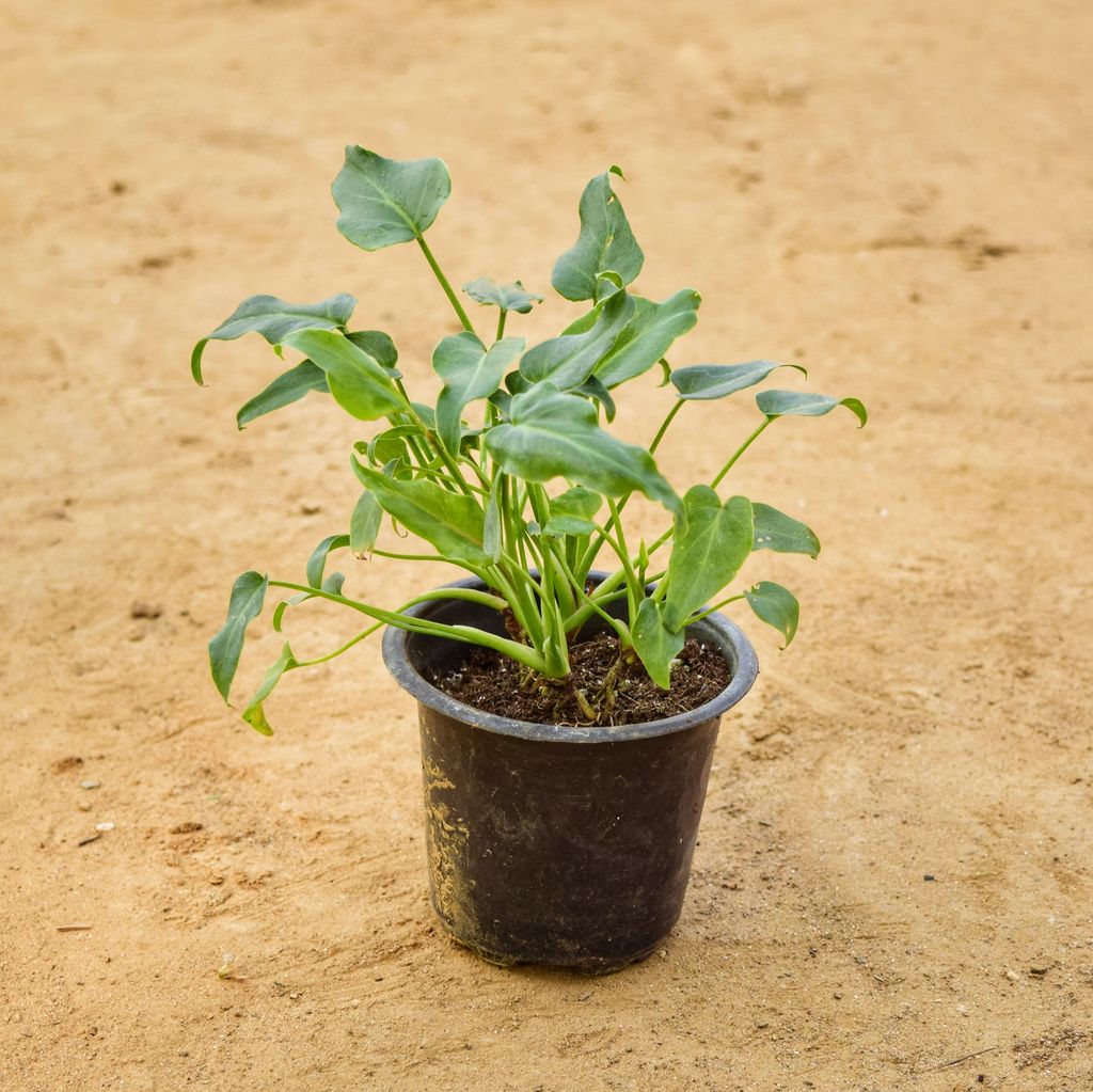 Xanadu Green in 4 inch Nursery pot