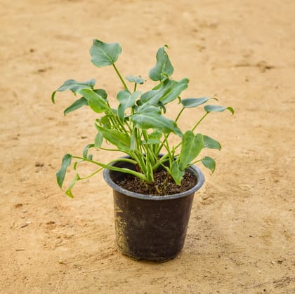 Buy Xanadu Green in 4 inch Nursery pot Online | Urvann.com