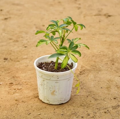 Buy Schefflera Variegated in 4 inch Nursery Pot Online | Urvann.com