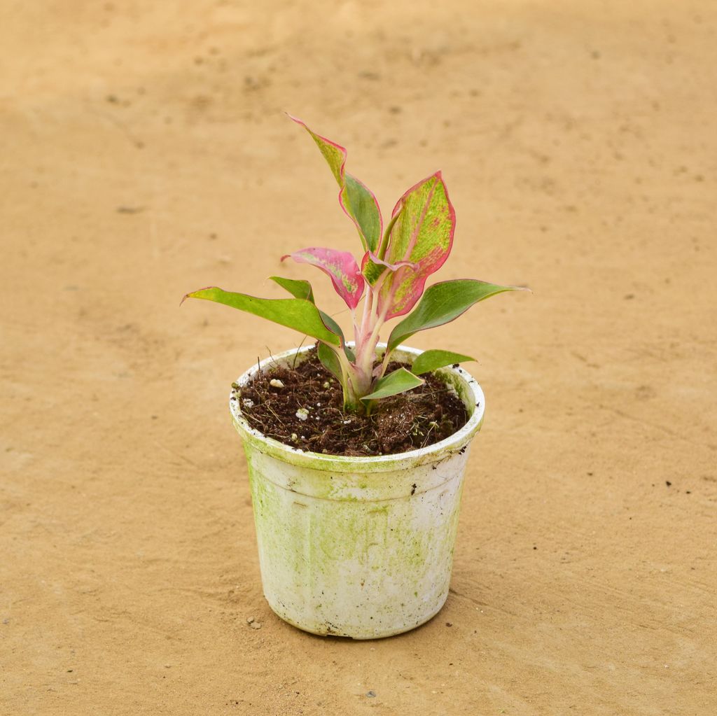 Aglaonema Lipstick / Siam Aurora in 4 Inch Nursery Pot