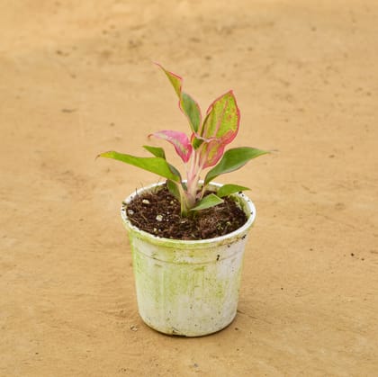 Buy Aglaonema Lipstick / Siam Aurora in 4 Inch Nursery Pot Online | Urvann.com