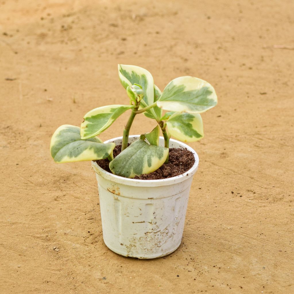 Peperomia Obtusifolia / Baby Rubber in 4 inch Nursery Pot