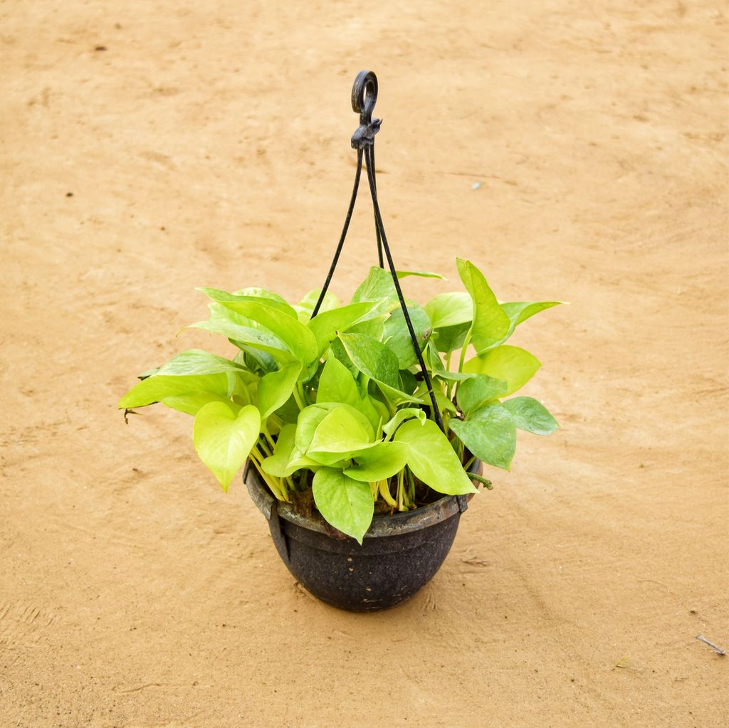 Money Plant Golden in 7 inch Hanging Basket