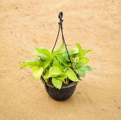 Buy Money Plant Golden in 7 inch Hanging Basket Online | Urvann.com