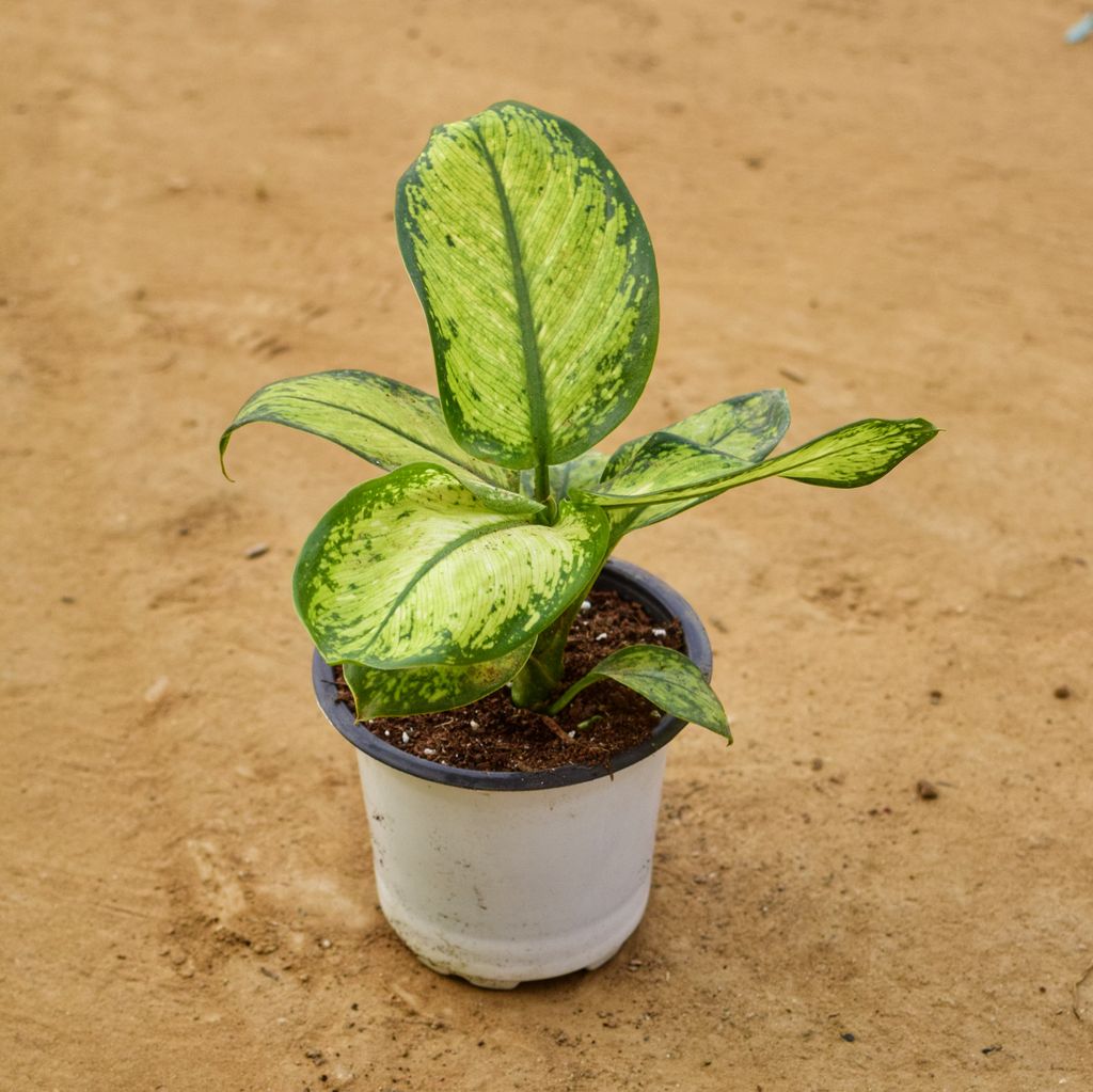 Dieffenbachia Tiger Mary in 4 inch Nursery Pot