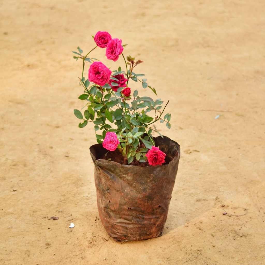 Button Rose Pink in 5 Inch Nursery Bag