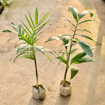 Buy Set of 2 - Cane / Bamboo Palm in 4 Inch Nursery Bag Online | Urvann.com