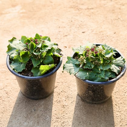 Buy Set of 2 - Cineraria Dwarf (any colour) in 8 Inch Nursery Pot Online | Urvann.com