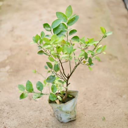 Buy Nimboo / Lemon Plant (All Season) in 8 Inch Nursery Bag Online | Urvann.com