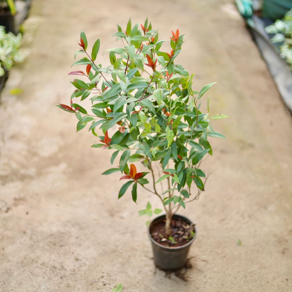 Syzygium / Christina Ficus (~ 3 Ft) in 6 Inch Nursery Pot