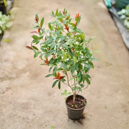 Buy Syzygium / Christina Ficus (~ 3 Ft) in 6 Inch Nursery Pot Online | Urvann.com