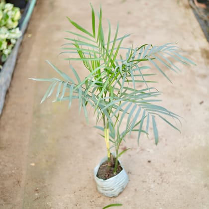 Buy Cane / Bamboo Palm (~ 3 Ft) in 8 Inch Nursery Bag Online | Urvann.com