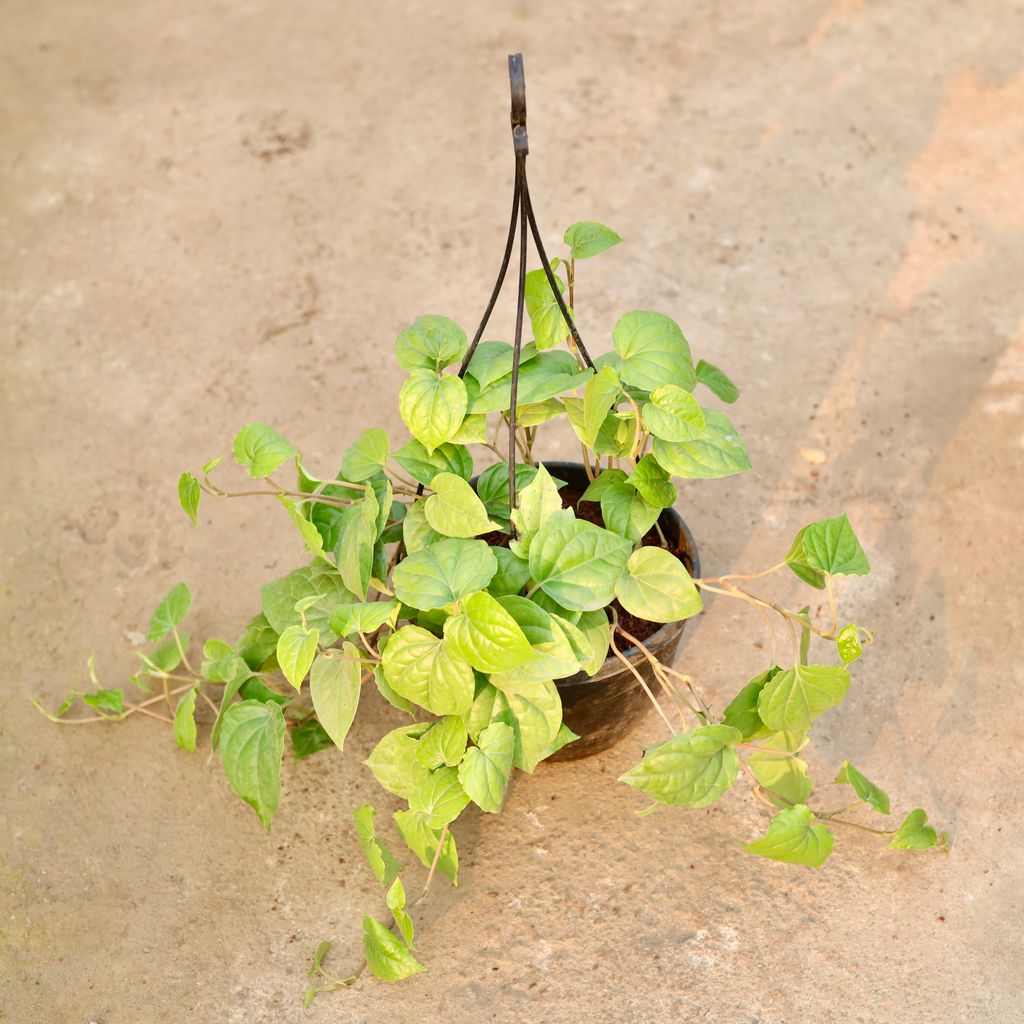 Paan / Betel Leaf in 6 Inch Black Hanging Plastic Basket