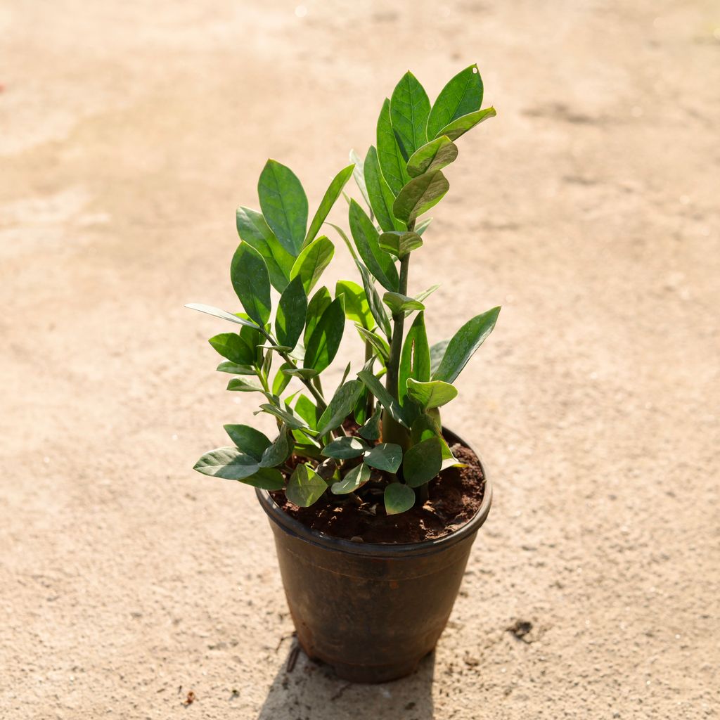 ZZ green in 6 Inch Nursery Pot