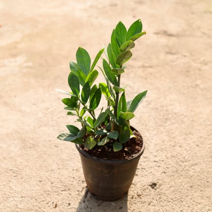 Buy ZZ green in 6 Inch Nursery Pot Online | Urvann.com