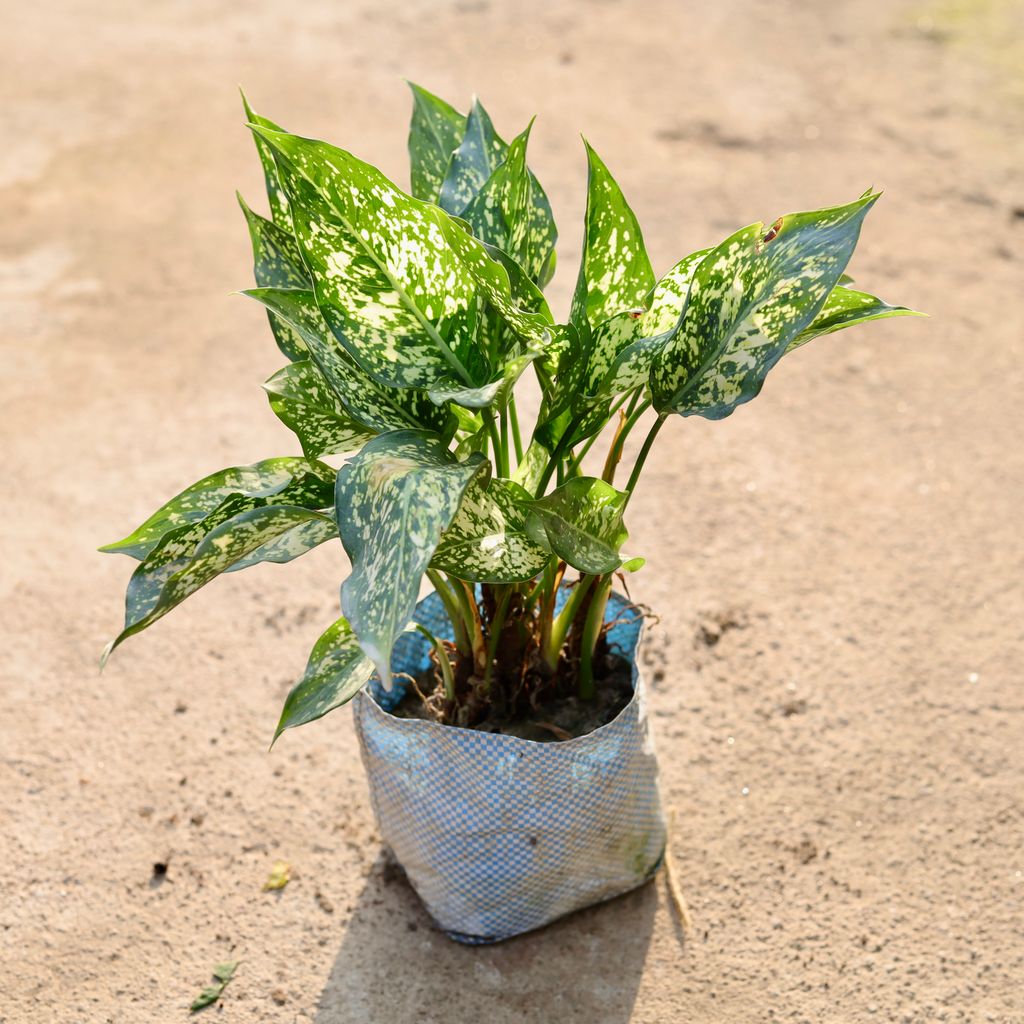 Aglaonema Snow White in 8 Inch Nursery Bag