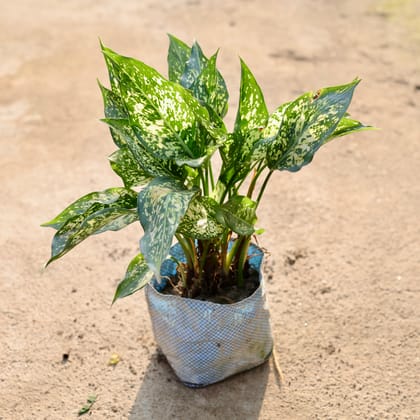 Buy Aglaonema Snow White in 8 Inch Nursery Bag Online | Urvann.com