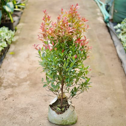 Buy Syzygium / Christina Ficus (~ 3 Ft) in 10 Inch Nursery Bag Online | Urvann.com