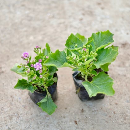 Buy Set of 2 - Cineraria (any colour) in 4 Inch Nursery Bag Online | Urvann.com