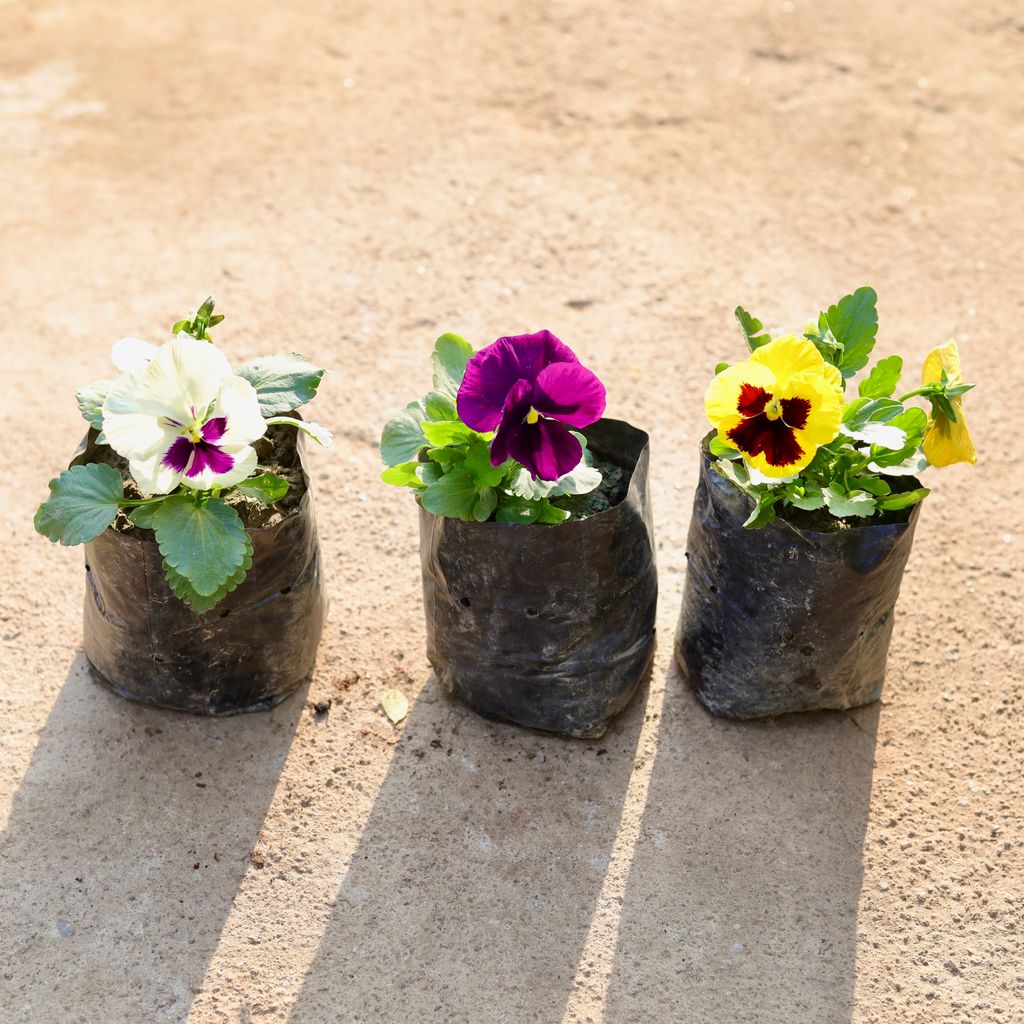 Set of 3 - Pansy (any colour) in 4 Inch Nursery Bag