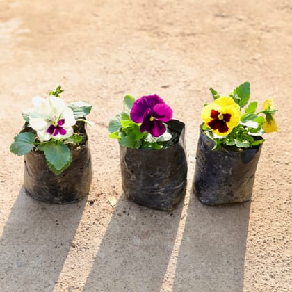 Buy Set of 3 - Pansy (any colour) in 4 Inch Nursery Bag Online | Urvann.com