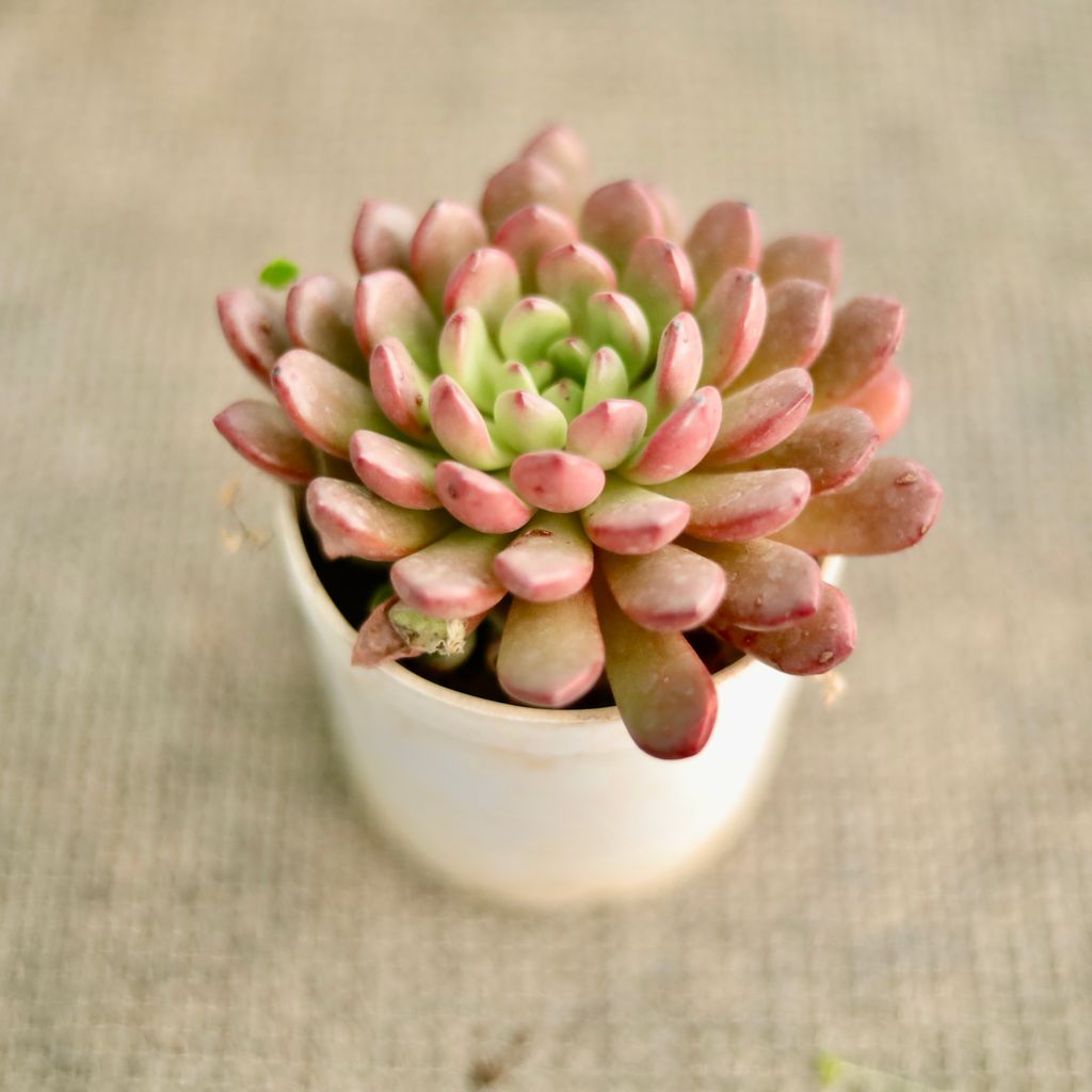 Echeveria Red Succulent in 3 Inch Nursery Pot