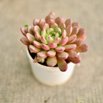 Buy Echeveria Red Succulent in 3 Inch Nursery Pot Online | Urvann.com