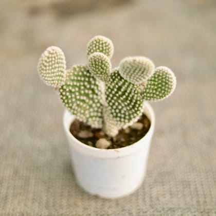 Buy Bunny ear cactus Succulent in 3 Inch Nursery Pot Online | Urvann.com