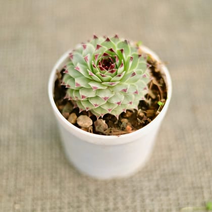 Buy Laxmi kamal Succulent in 3 Inch Nursery Pot Online | Urvann.com