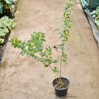 Buy Madhu Malti / Rangoon Creeper Dwarf in 8 Inch Nursery Pot Online | Urvann.com