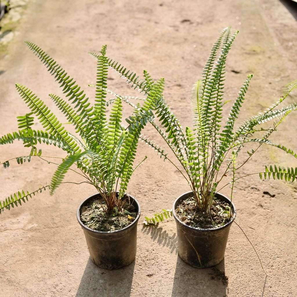 Set of 2 - Fern Green in 6 Inch Nursery Pot