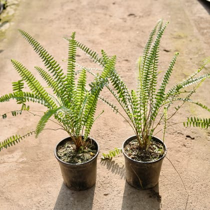 Buy Set of 2 - Fern Green in 6 Inch Nursery Pot Online | Urvann.com