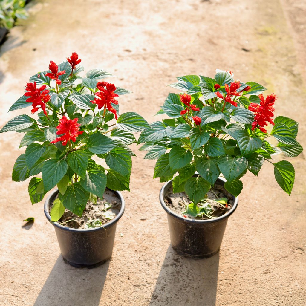 Set of 2 - Salvia red in 8 Inch Nursery Pot