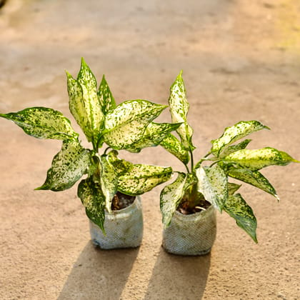 Buy Set of 2 - Aglaonema Snow White in 4 Inch Nursery Bag Online | Urvann.com