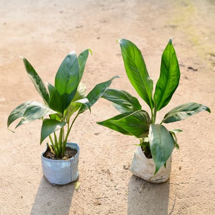 Buy Set of 2 - Peace Lily in 4 Inch Nursery Bag Online | Urvann.com