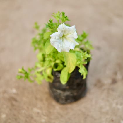 Buy Petunia White in 4 Inch Nursery Bag Online | Urvann.com