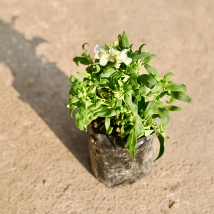 Buy Antirrhinum Majus / Dog Flower White in 4 Inch Nursery Bag Online | Urvann.com