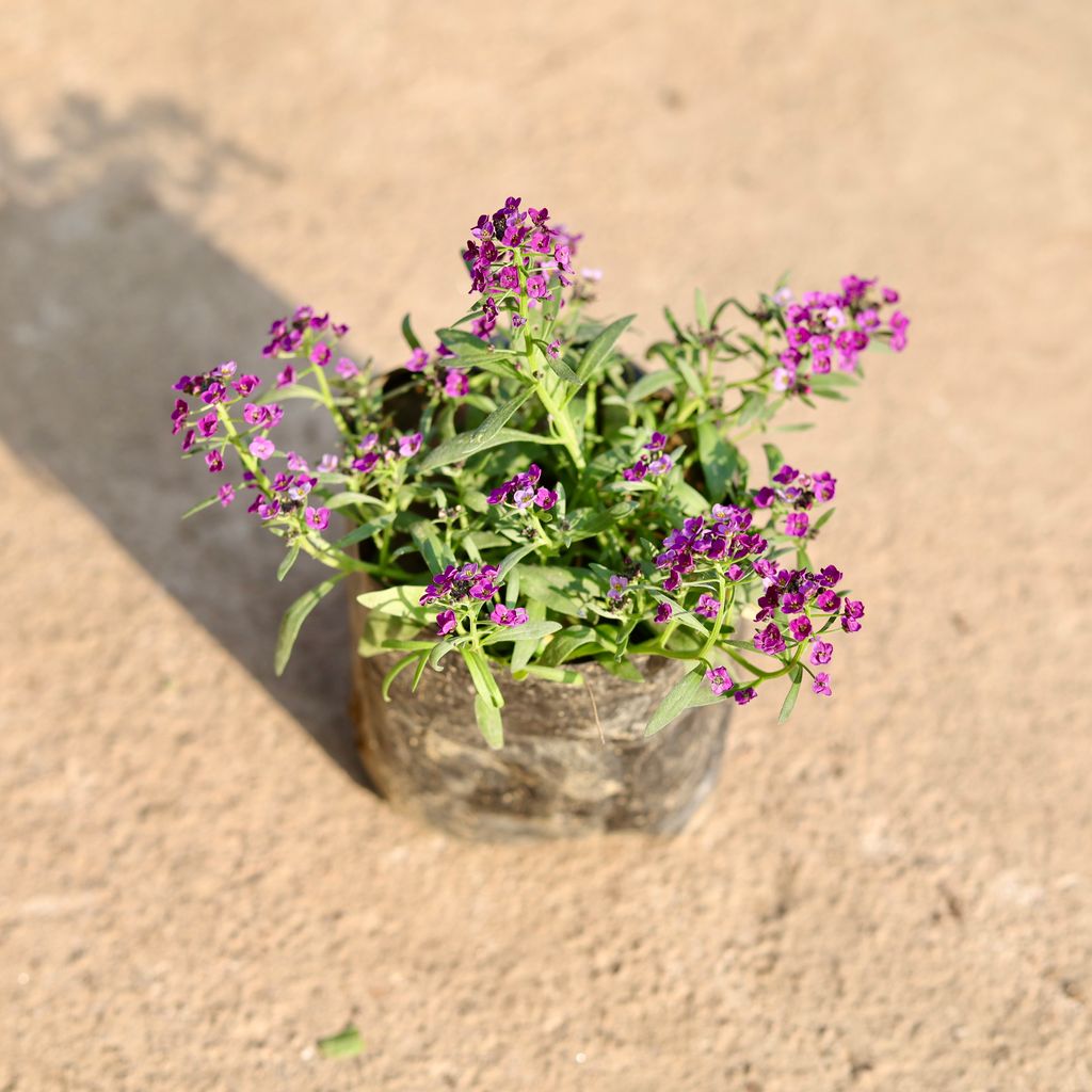 Alyssum Purple in 4 Inch Nursery Bag