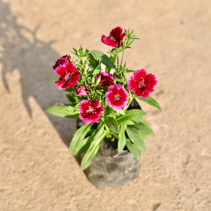 Buy Dianthus (Any Colour) in 4 Inch Nursery Bag Online | Urvann.com