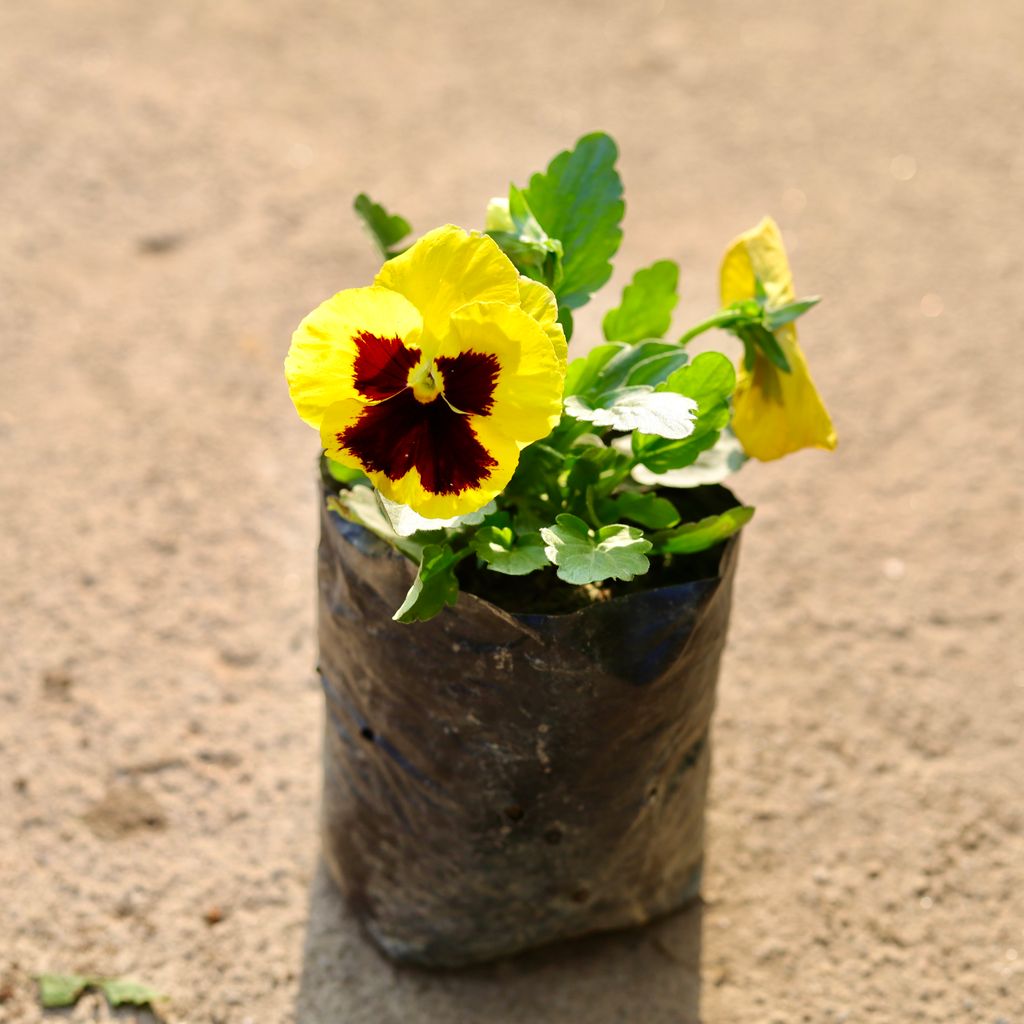 Pansy Yellow in 4 Inch Nursery Bag