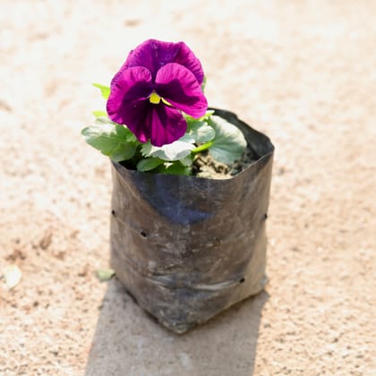 Buy Pansy Purple in 4 Inch Nursery Bag Online | Urvann.com