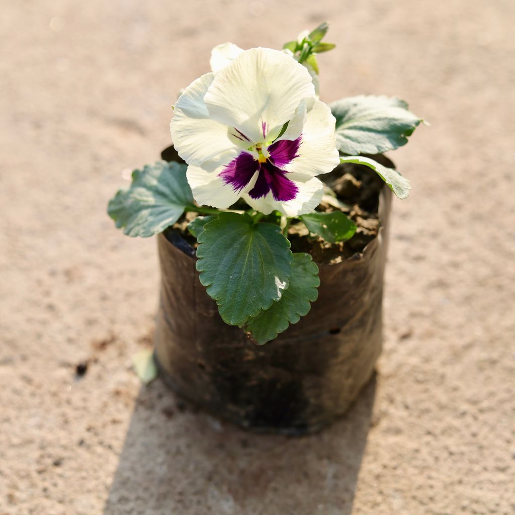 Pansy White in 4 Inch Nursery Bag