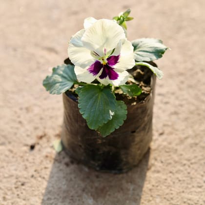 Buy Pansy White in 4 Inch Nursery Bag Online | Urvann.com