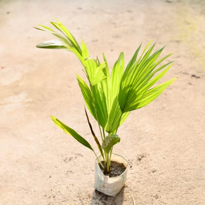 Buy China / Fan Palm in 4 Inch Nursery Bag Online | Urvann.com