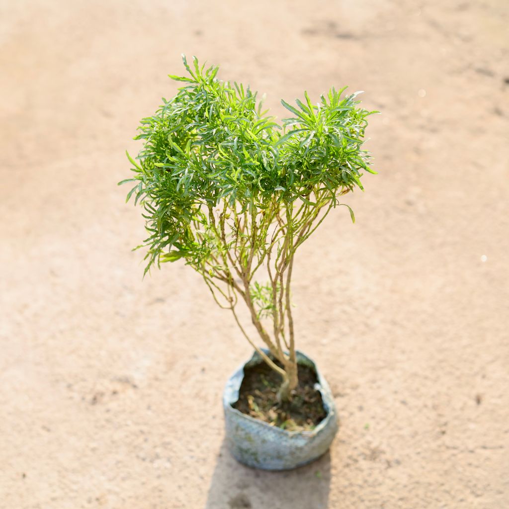 Aralia golden in 4 Inch Nursery Bag