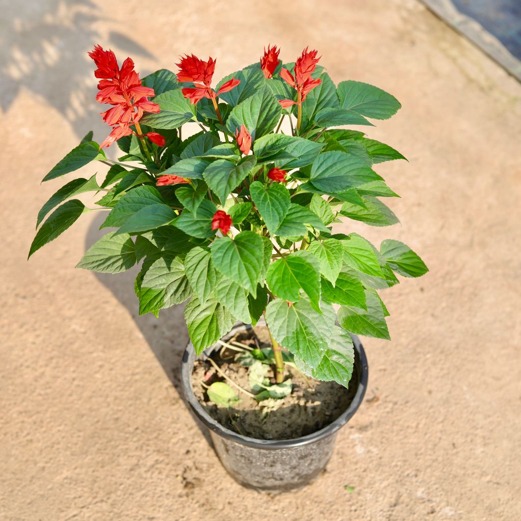 Salvia red in 8 Inch Nursery Pot