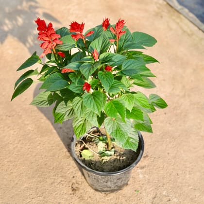 Buy Salvia red in 8 Inch Nursery Pot Online | Urvann.com