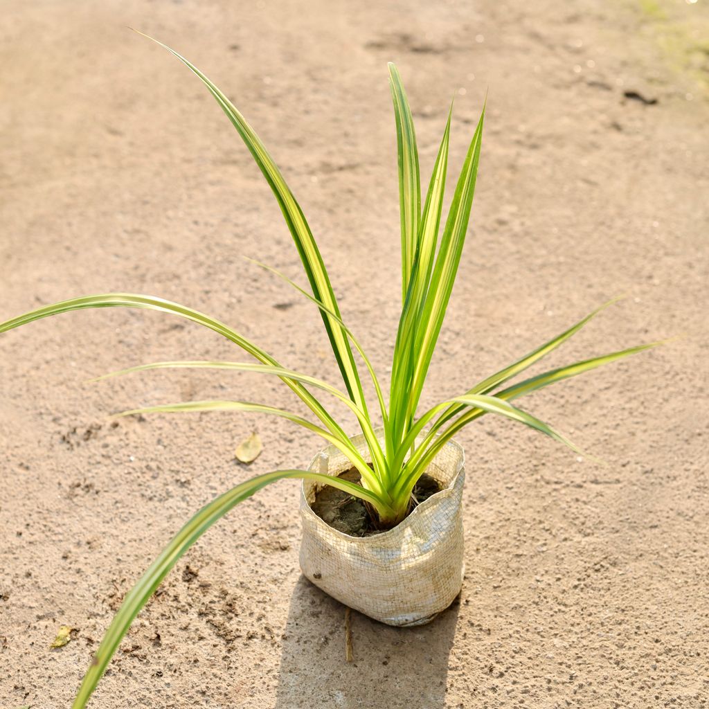 Pandanus / Screwpine in 4 Inch Nursery Bag