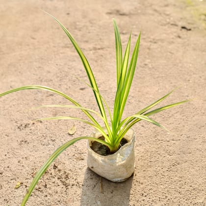 Buy Pandanus in 4 Inch Nursery Bag Online | Urvann.com